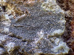 Opegrapha