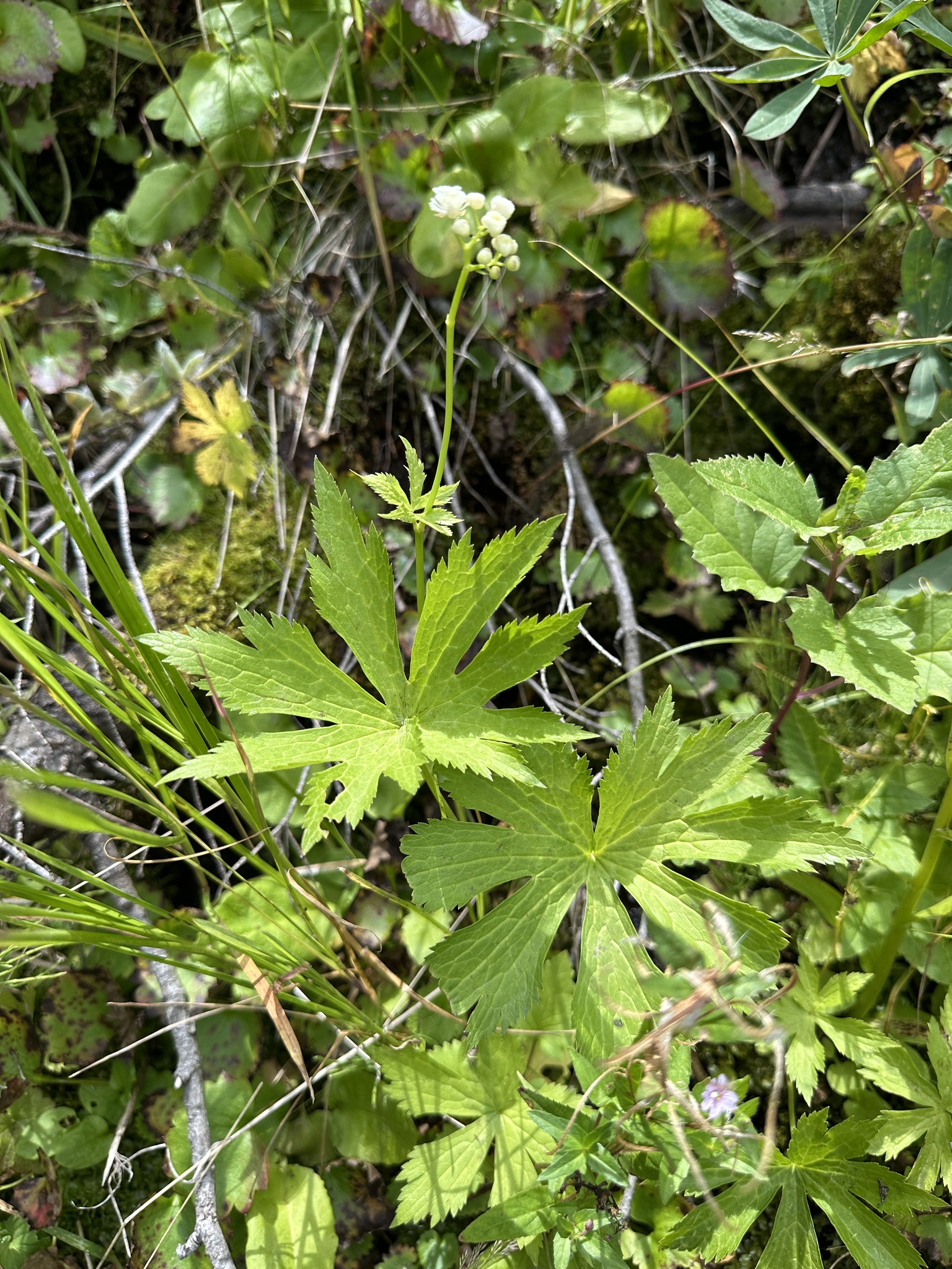 Carolina Bugbane (Trautvetteria caroliniensis)