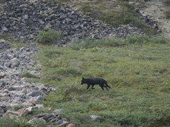 Canis lupus occidentalis