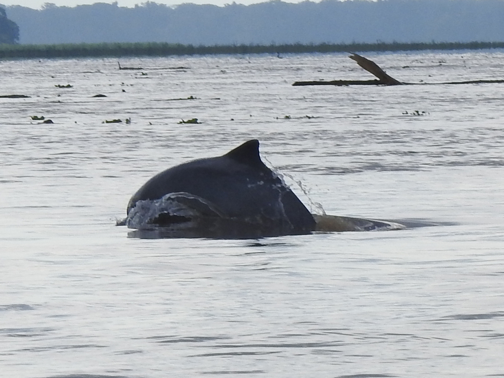 Tucuxi surfacing in a broad river with its dorsal fin and back above the water