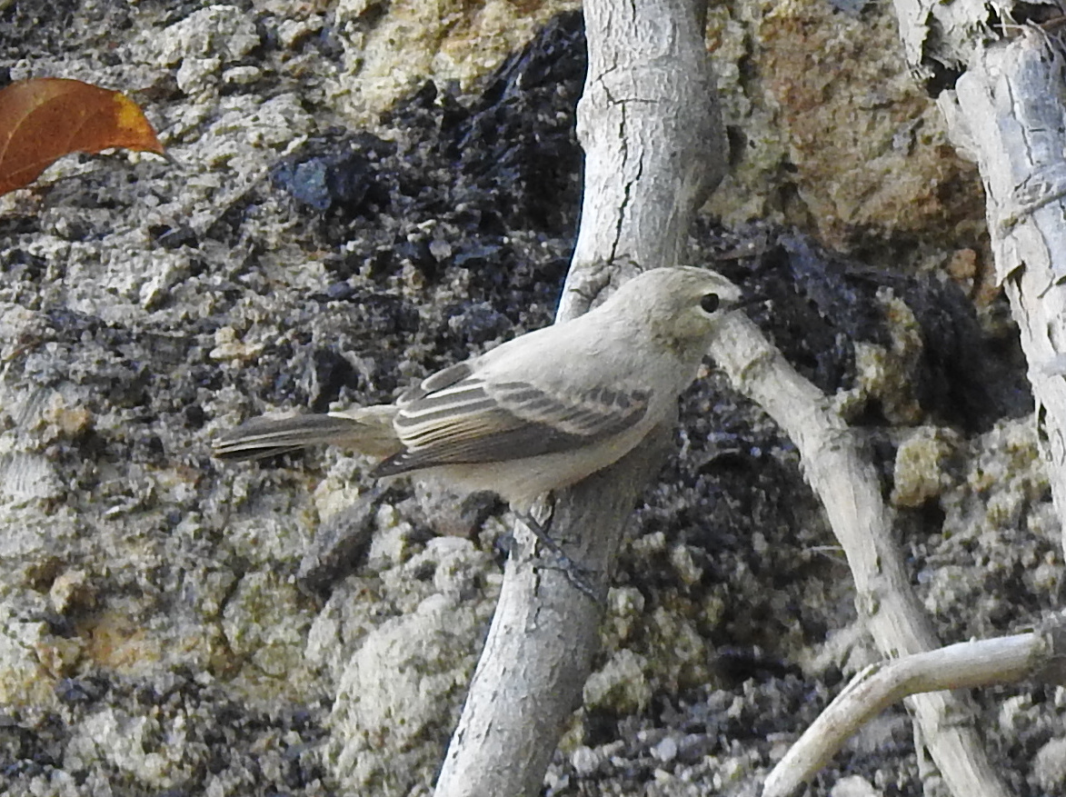 Drab Water Tyrant (Ochthornis littoralis), photo 9
