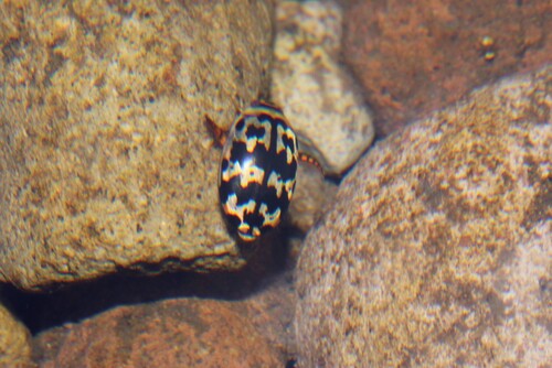 Thermonectus zimmermani