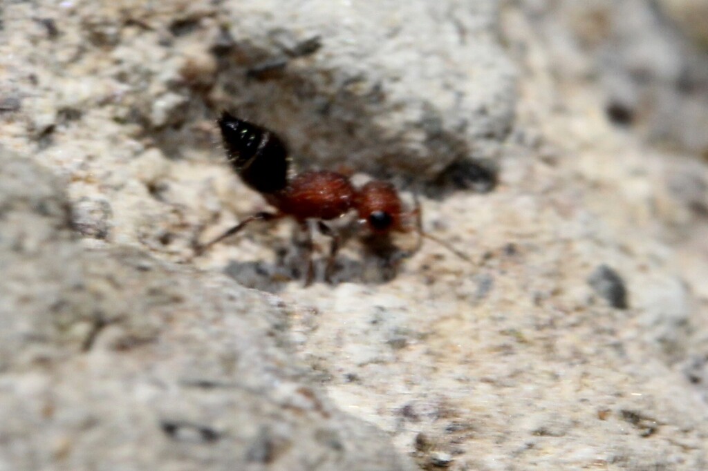 Lomachaeta chionothrix