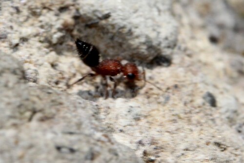 Lomachaeta chionothrix
