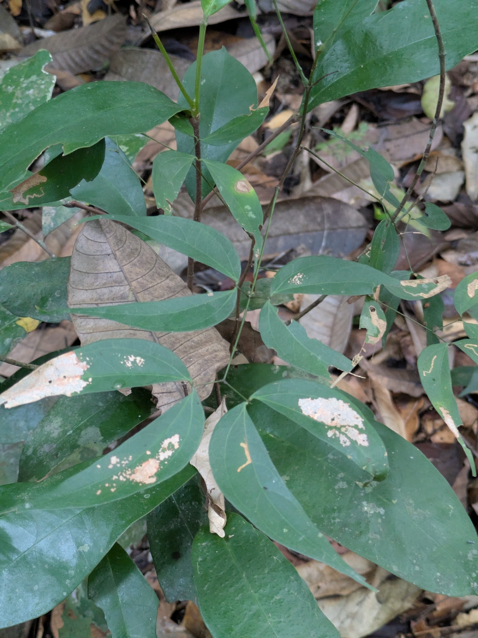 Stinkingtoe (Hymenaea courbaril)