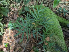 Philodendron tortum
