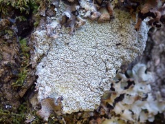 Pertusaria hymenea