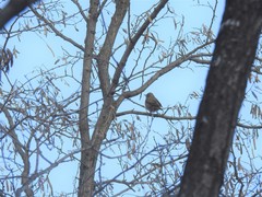 Turdus naumanni