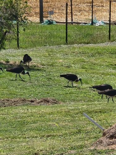 Straw-necked Ibis
