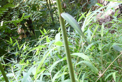 Chusquea galeottiana