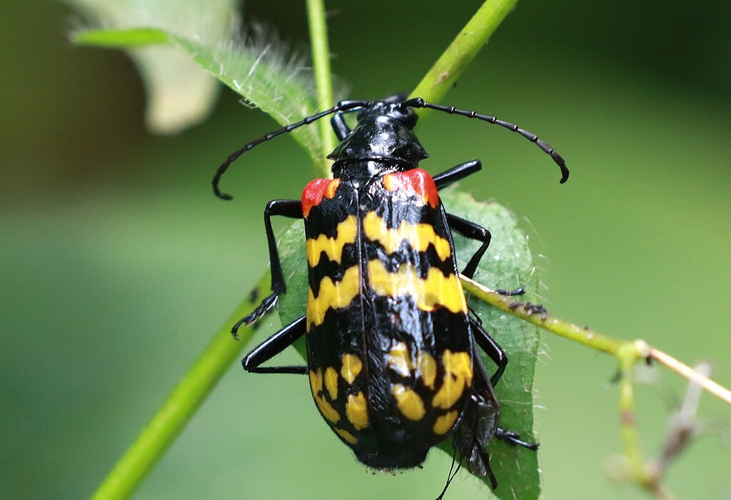 Poecilopeplus corallifer