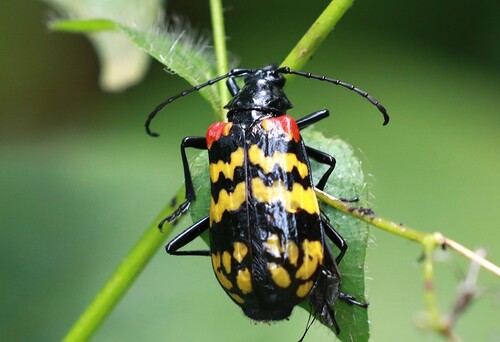Poecilopeplus corallifer