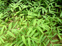 Chusquea galeottiana