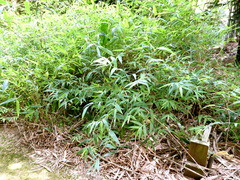 Chusquea galeottiana