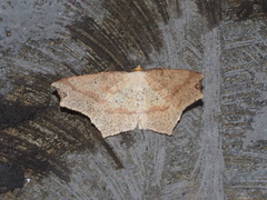 Pareclipsis serrulata