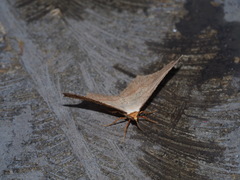 Pareclipsis serrulata