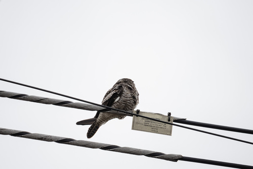 Chotacabras zumbón observed by omarjavier48