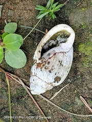 Ellobium
