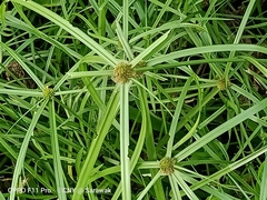 Cyperus aromaticus