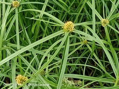 Cyperus aromaticus