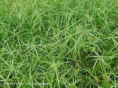 Cyperus aromaticus