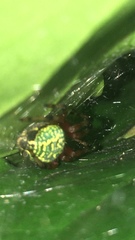 Araneus guttatus