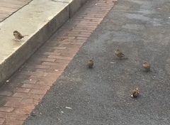 Passer domesticus