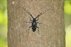 Anoplophora chinensis