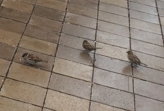 Passer domesticus