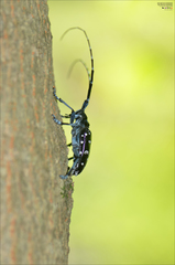 Anoplophora chinensis