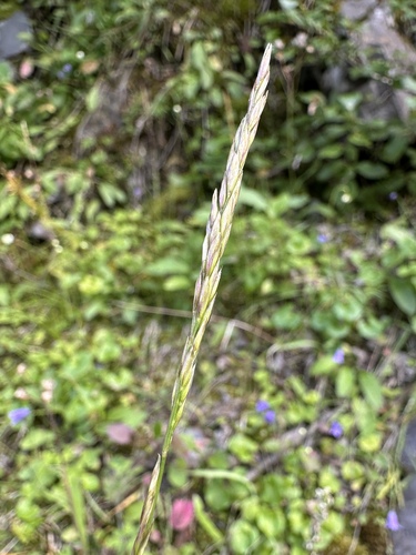 Graphephorum wolfii observed 2025-08-12