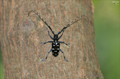 Anoplophora chinensis