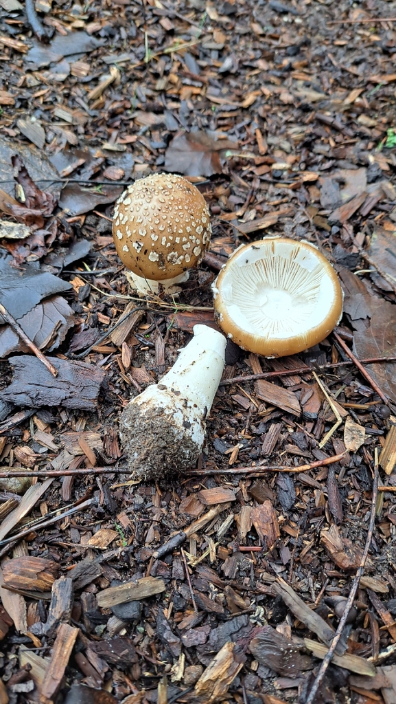 Amanita pantherinoides · December 2025 · photo: © dgwdoesthings (iNaturalist, cc0)