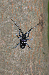 Anoplophora chinensis