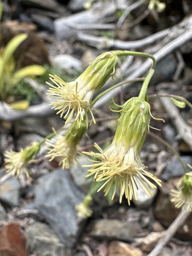 tasselflower brickellia (Brickellia grandiflora)