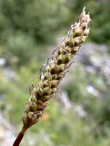 Canadian Single-spike Sedge (Carex scirpoidea)