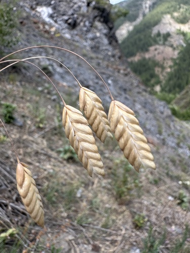 rattlesnake brome (Bromus briziformis)