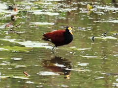 Jacana spinosa