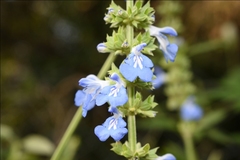 Salvia uliginosa