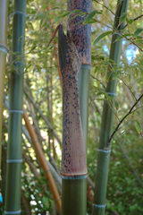 Phyllostachys heterocycla