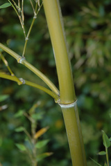 Phyllostachys heterocycla