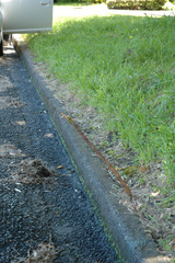 Phyllostachys heterocycla