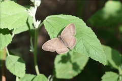 Paryphthimoides poltys