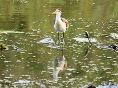 Jacana spinosa