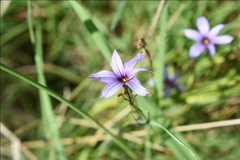 Sisyrinchium chilense