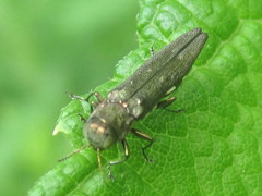 Agrilus quadriguttatus