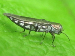 Agrilus quadriguttatus