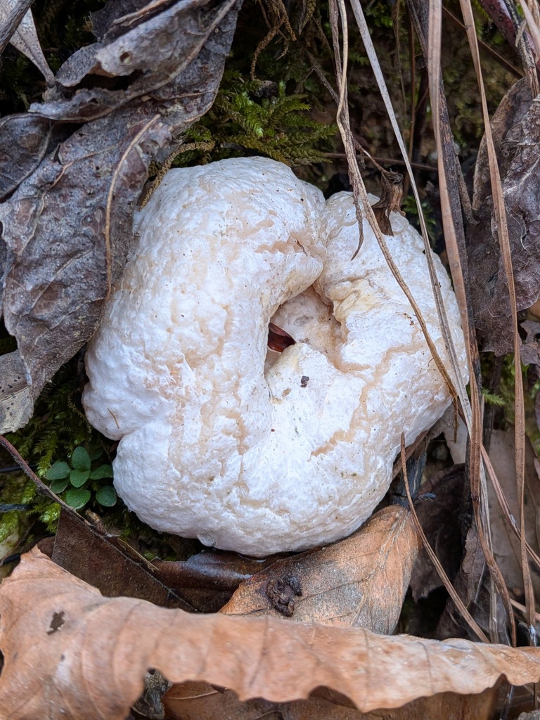 Entoloma abortivum · December 2025 · photo: © kzoebel (iNaturalist, cc0)