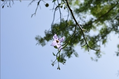 Solanum amygdalifolium