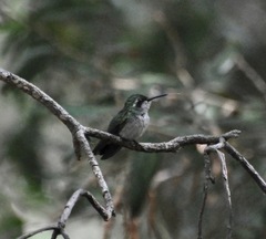 Chlorostilbon mellisugus